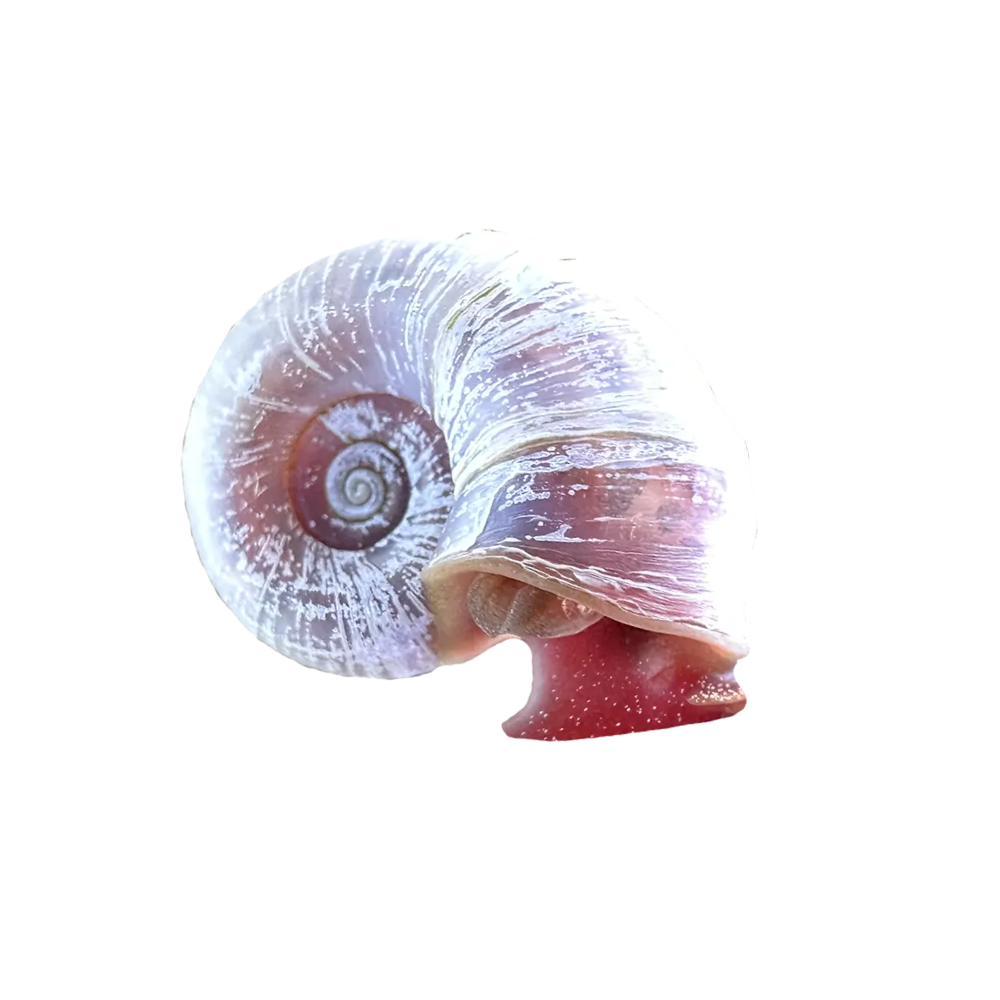 Planorbis Blanco MONTESBIO